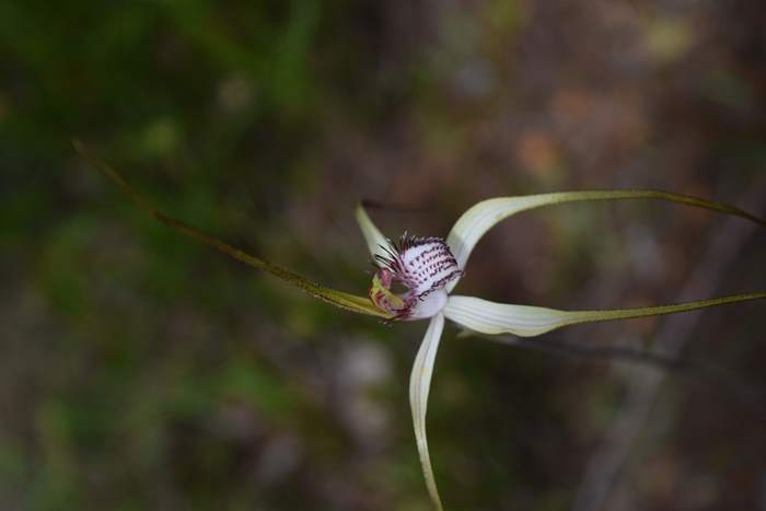 Caladenia - Orchid-spider-0020.JPG